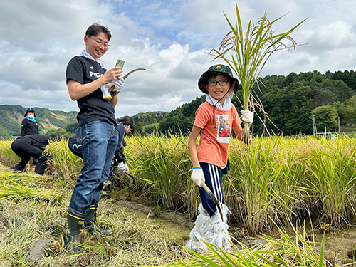 稲刈りの様子01