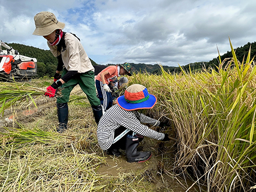 稲刈りの様子02