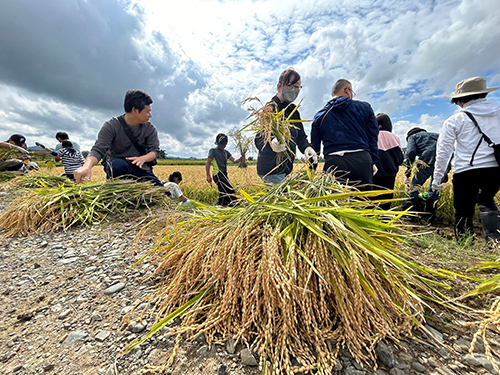 稲刈りの様子05