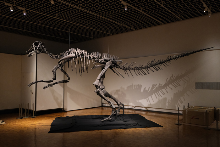 カムイサウルス