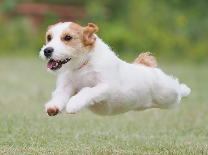 飛ぶ犬