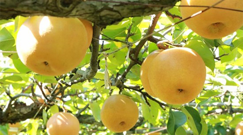 鎌ケ谷特産の梨