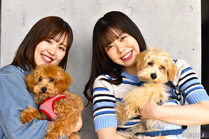 ファイターズガールと犬
