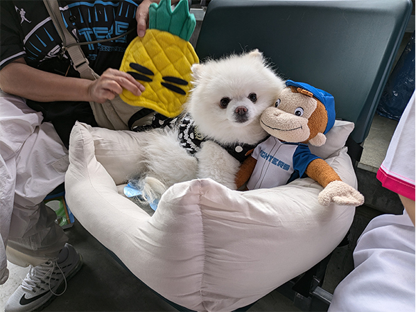 ワンだふるシート1