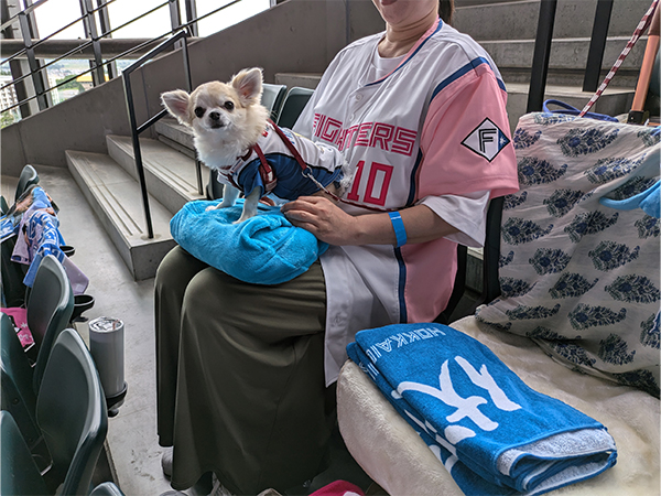 ワンだふるシート2