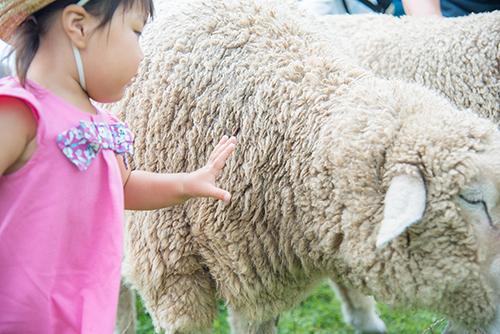 ふれあい動物体験