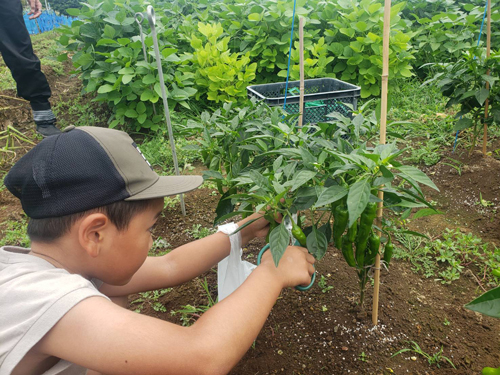 ししとう・ピーマンの収穫も体験1