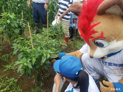 ししとう・ピーマンの収穫も体験2