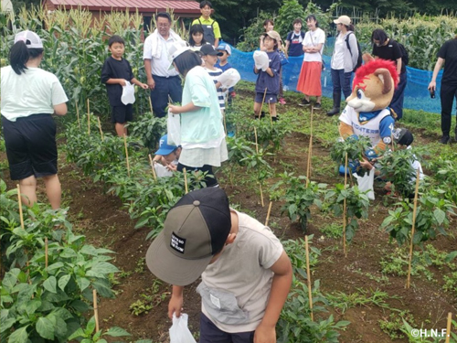 ししとう・ピーマンの収穫も体験3