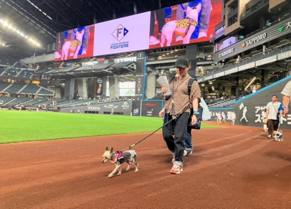 グラウンドウォーク