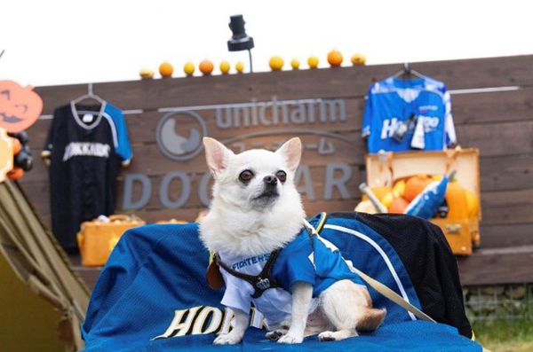 わんにゃんハート撮影会1