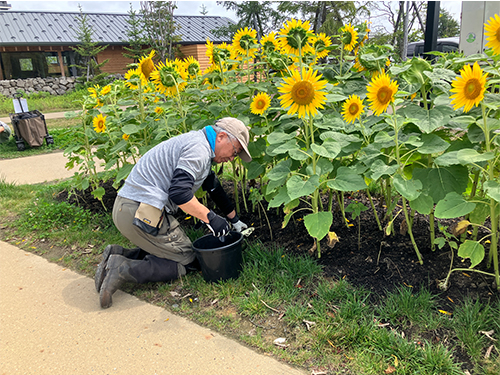 Fビレッジガーデンサポーター活動04