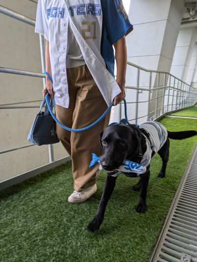 ワンだふるシート専用ゲート画像