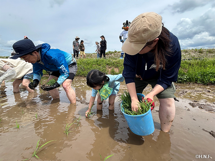 田植えの様子02