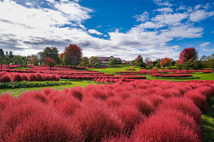 コキア（秋の様子）