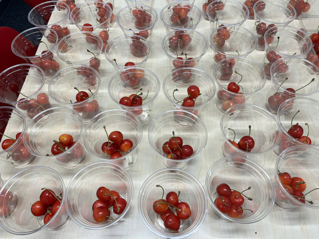 試食用　さくらんぼ