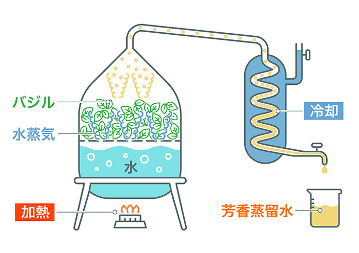 バジル蒸留のイラスト　