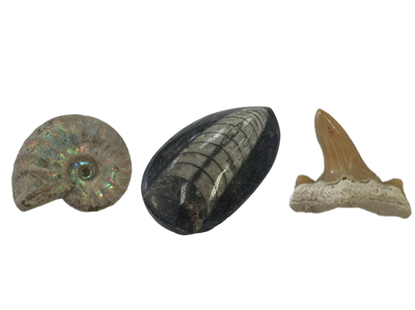 発掘できる化石