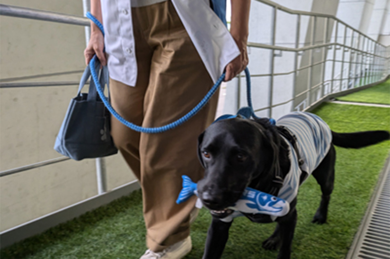 ワンだふるシート専用ゲート