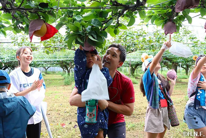 梨狩りの様子1